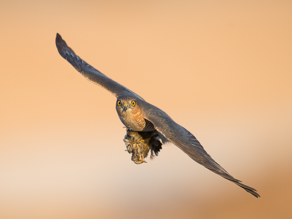 Varpushaukka, Eurasian Sparrowhawk, Accipiter nisus